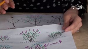 Как обрезать сирень  Схема обрезки