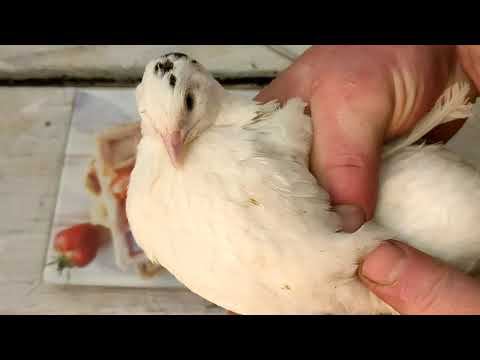 Гиганты в 38 дней 400+ Перепелиная ферма смотреть онлайн