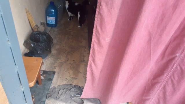 забыл кота в гараже смотреть онлайн