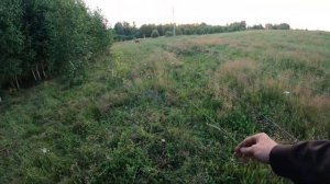 Электропастух в работе, все тонкости.