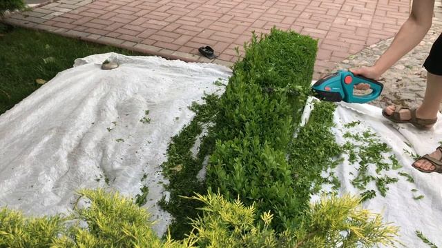 Стрижка Изгороди из Самшита смотреть онлайн