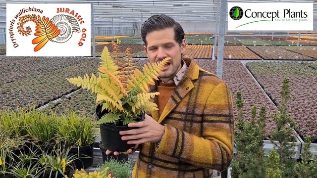 Dryopteris Jurassic Gold by Plant lover Peter at Digitial CAST смотреть онлайн