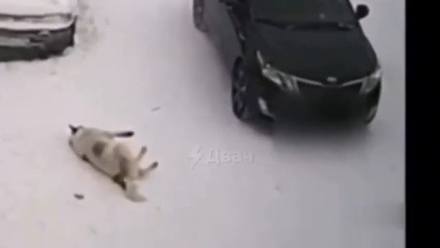 В Забайкальском крае начали отстрел бродячих собак смотреть онлайн