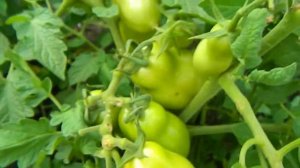 Томат Чудо лентяя. Плоды подрастают.