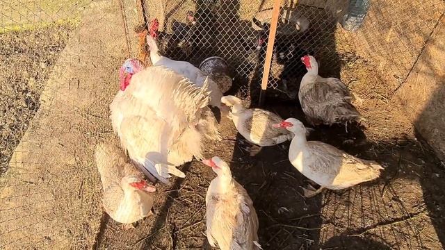 Бройлерные индюки. Наш опыт/Чем кормить, как растить, сколько мяса