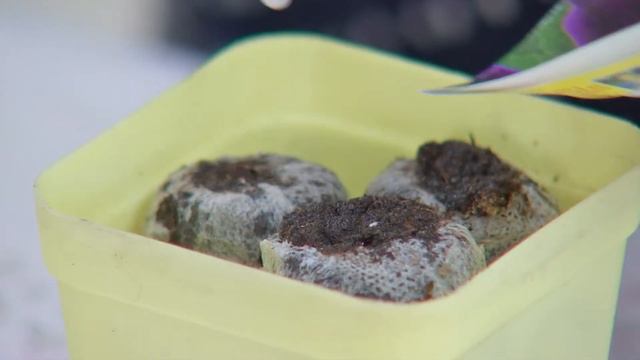 Tsetseg Urselgee Цэцгийн үрсэлгээ