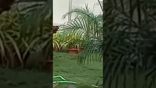 В Индии мангуст сразился с коброй и попал на видео смотреть онлайн