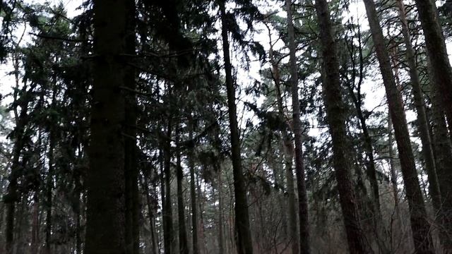 Фотоаппарат Canon eos 250d. Лебеди смотреть онлайн
