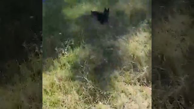 Любимый цвергпинчер / карликовый доберман смотреть онлайн