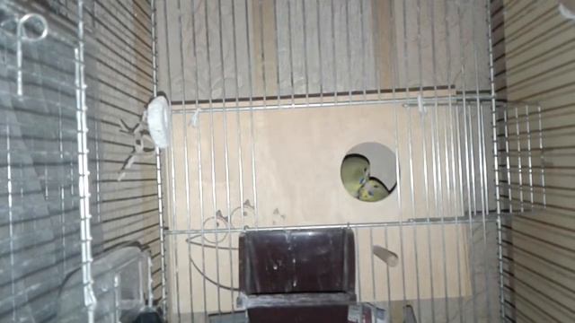 Голодные птенцы зовут маму смотреть онлайн