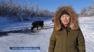 ЯКУТСКИЕ КОРОВЫ