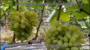виноград кишмиш Русалка