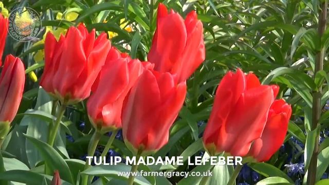 Tulip 'Madame Lefeber' (or 'Red Emperor') - FarmerGracy.co.uk смотреть онлайн