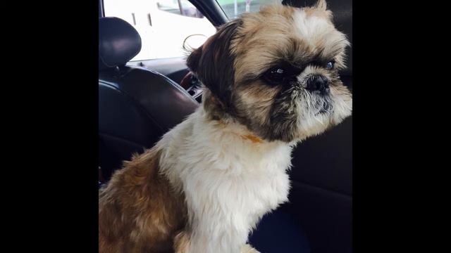 Познакомьтесь это мой пёсик..про которого и будут выходить разнообразные видио)) смотреть онлайн