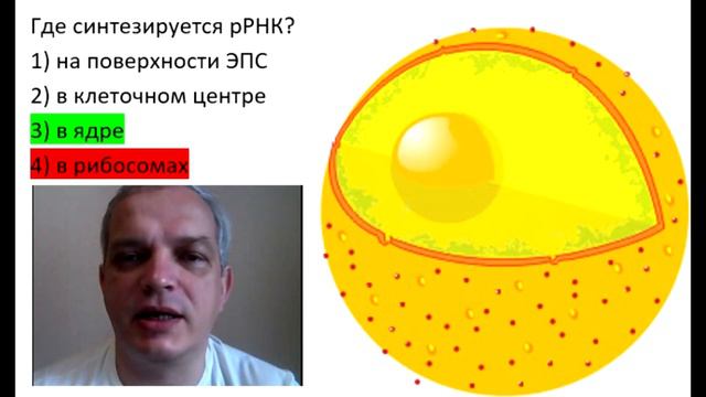 Видео-объяснение для Биоробота смотреть онлайн