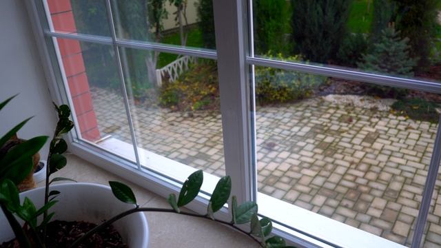 видео человек и кот.mp4