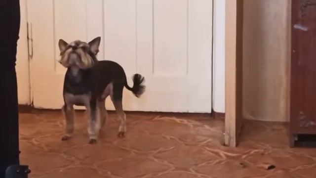 Стрижка на весну. / 29 марта 2021 год. / стрижка собак. смотреть онлайн