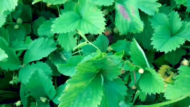 ЧТО ДЕЛАТЬ ЛЕТОМ,КОГДА СКУЧНО??☀️? (на даче) смотреть онлайн