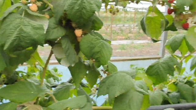 ЖОЗЕФИНА. Ремонтатный сорт малины из Италии. Вкусная и красивая ягода. смотреть онлайн