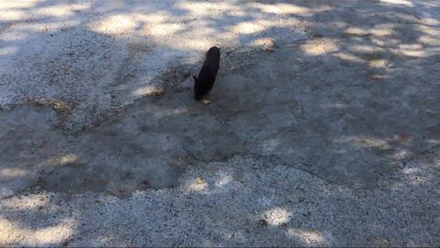 Зоопарк в Крыму смотреть онлайн