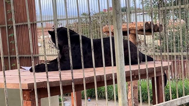 Брабус / Парк Львов «ЗЕМЛЯ ПРАЙДА» смотреть онлайн