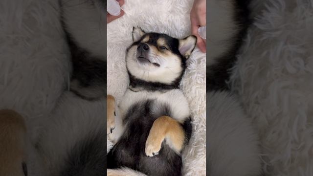 Спа-процедуры у собачки смотреть онлайн