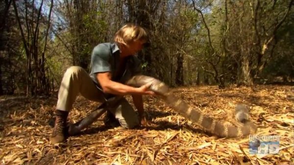 Austin Stevens: Snakemaster - In Search of the King Cobra