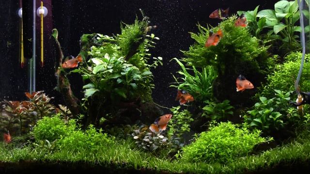 Мой Аквариум смотреть онлайн