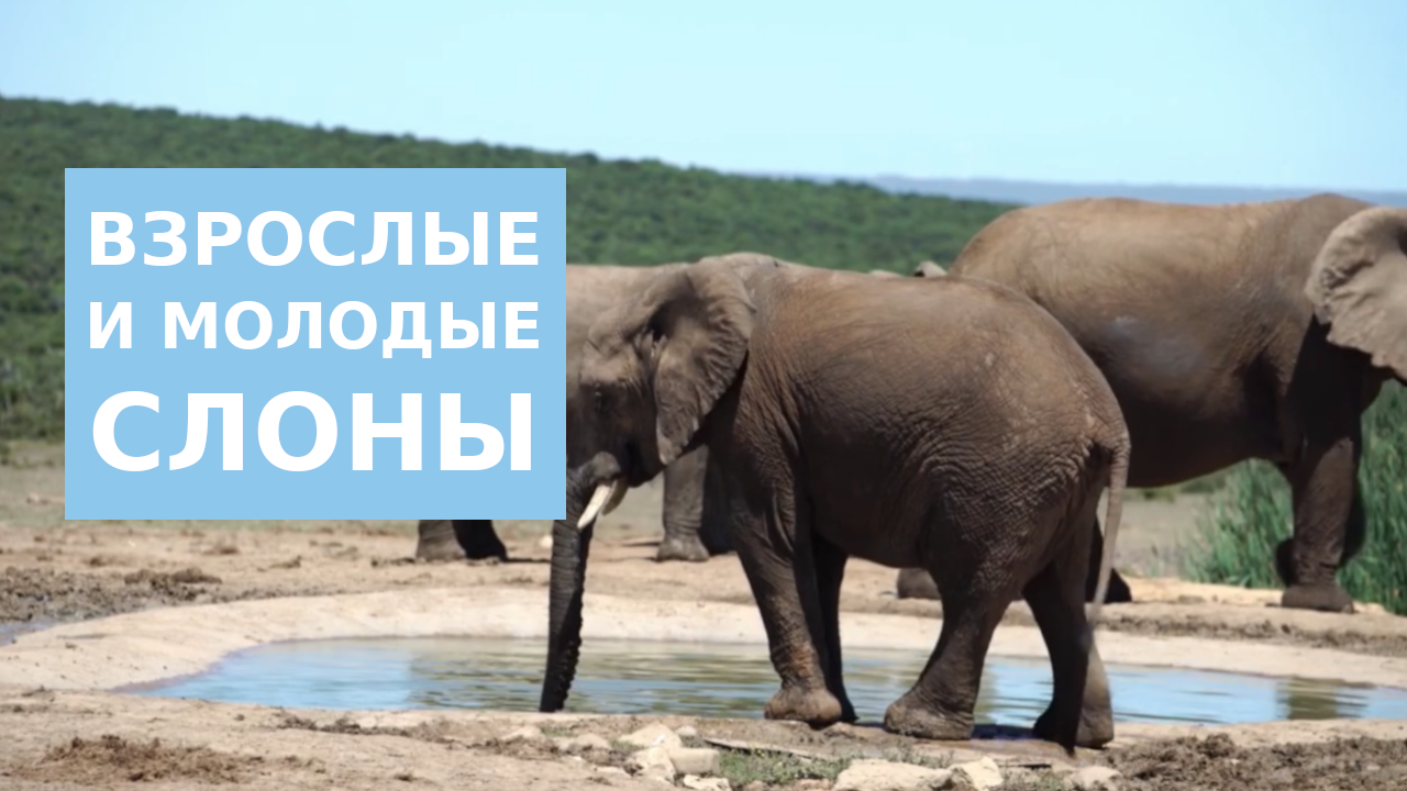 Взрослые и молодые слоны в реальной жизни смотреть онлайн