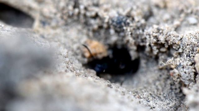 BLUE-GREEN SPINY ANT - Polyrhachis hookeri смотреть онлайн