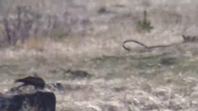 птицы россии сокол смотреть онлайн