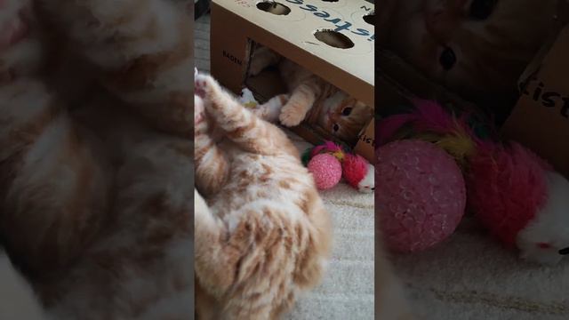 Котята и любимая коробка📦 смотреть онлайн