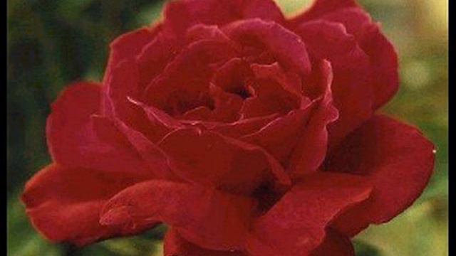 "A room full of roses" nicely sung by Mr. Ferlin Husky смотреть онлайн