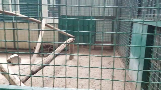 КРАСИВЫЙ ОЦЕЛОТ. смотреть онлайн