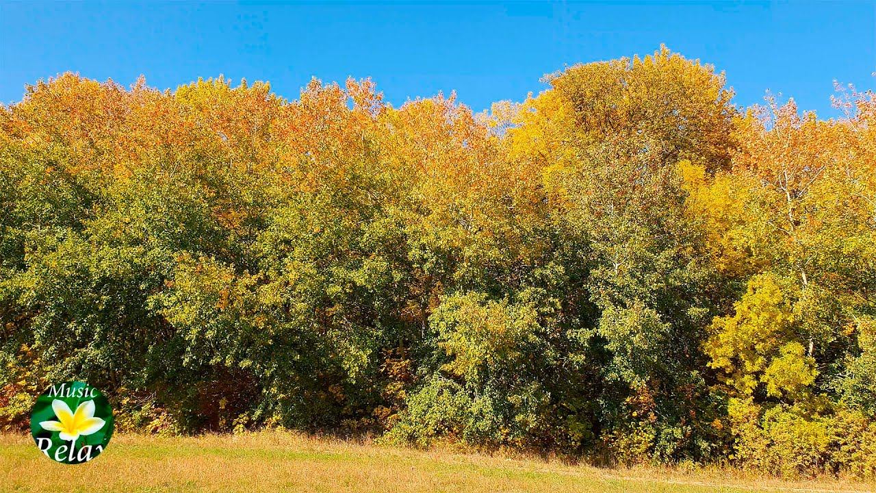 The Wind in the Trees, Crickets Sound and Autumn landscapes смотреть онлайн