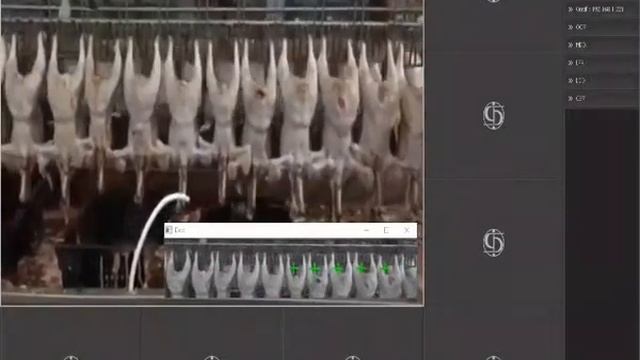 Подсчет куриных тушек с помощью видеонаблюдения смотреть онлайн