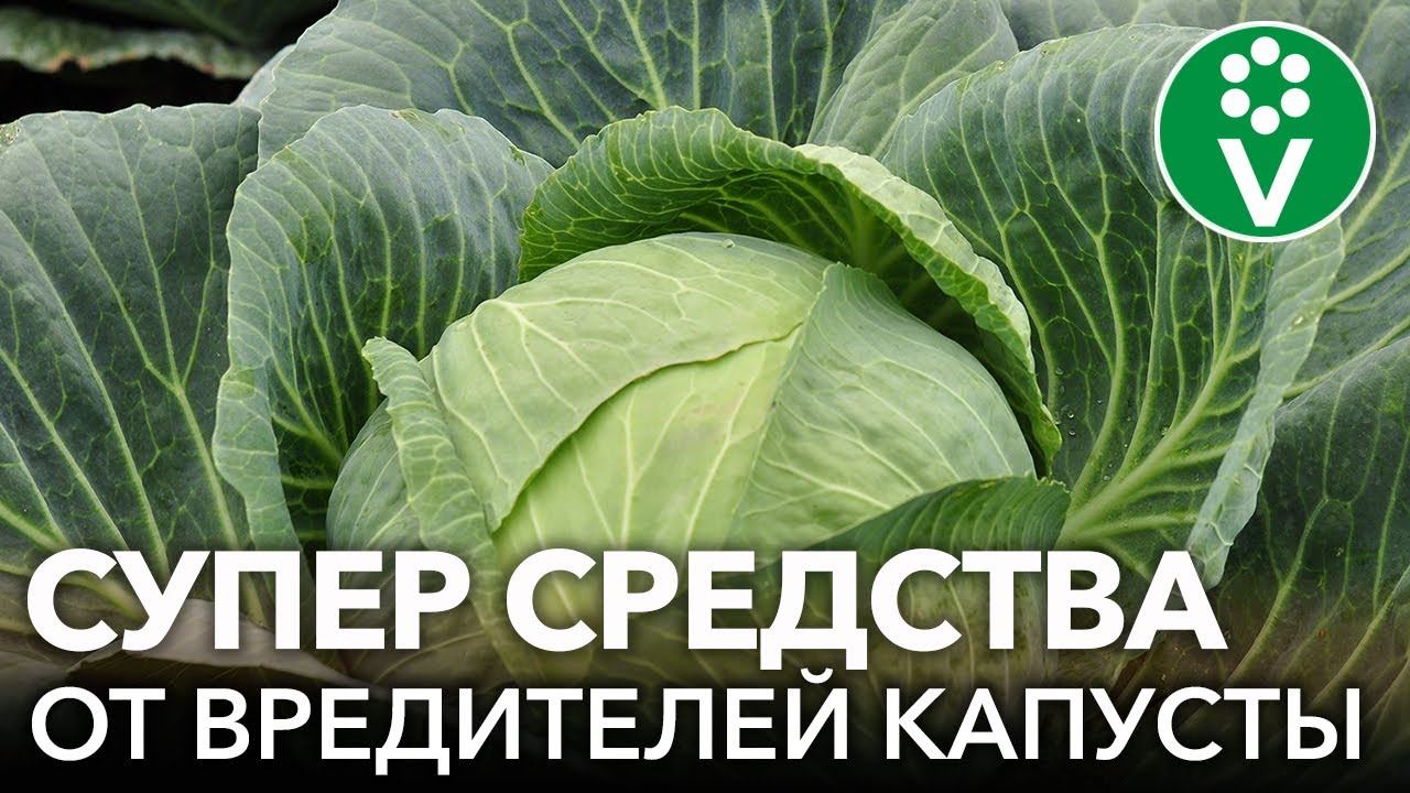 НА МОЕЙ КАПУСТЕ НЕТ ВРЕДИТЕЛЕЙ И ВОТ ПОЧЕМУ! смотреть онлайн