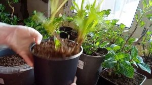 Что делать с крупнолистной гортензией в январе?!🙄🤔Проснулись почки😱