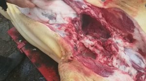 ВЫГОДНО ДЕРЖАТЬ СВИНЕЙ. ЗАРАБОТАЛИ НА СВИНЬЯХ.