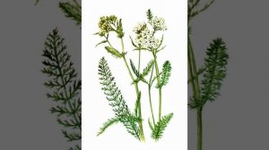 Тысячелистник, лечебные свойства.