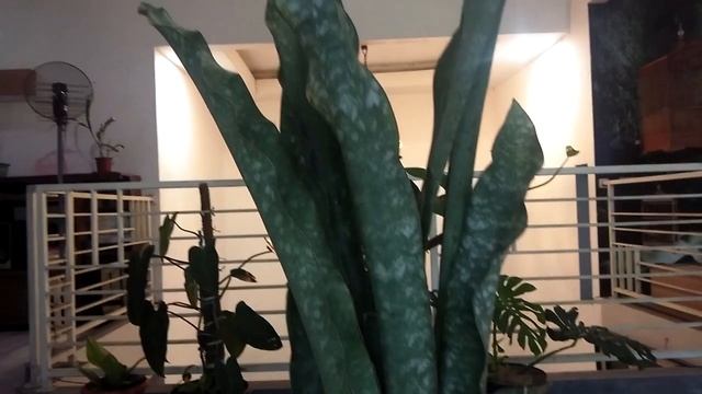 TANAMAN HIAS SANSEVIERIA CORAL BLUE SNAKE PLANT || SANSEVIERIA LIDAH MERTUA