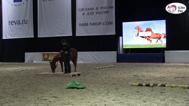 Шоу презентация системы воспитания Training with care Ч 3 Дарья Бойцова ЭКВИРОС 2016 iLikePet смотреть онлайн
