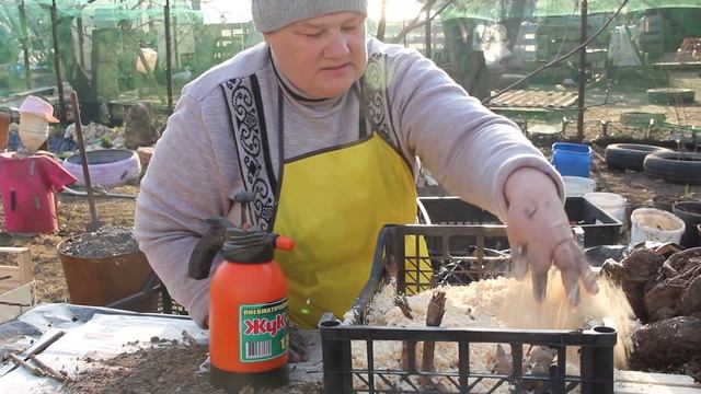 Подготовка георгинов к посадке. смотреть онлайн