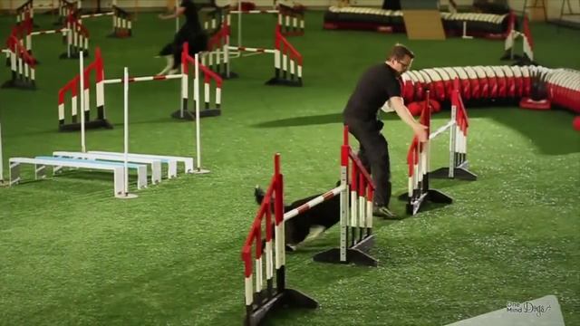 La plus belle vidéo d'agility que j'ai jamais vue! смотреть онлайн