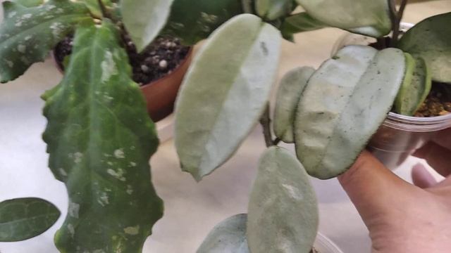 Как подросли новинки коллекции и новая новинка! Хойи. смотреть онлайн