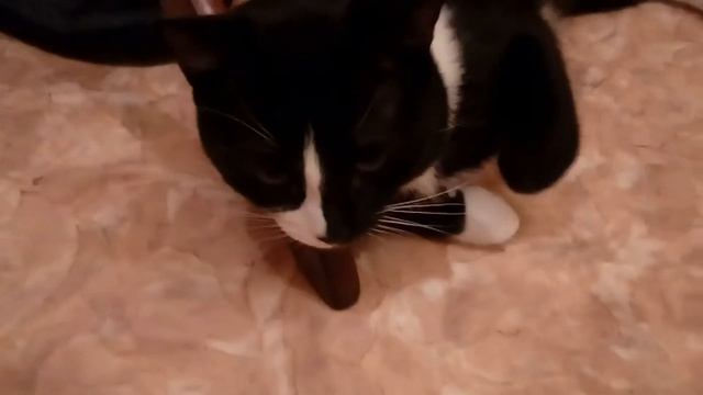 кот укусил за нос хозяйку смотреть онлайн