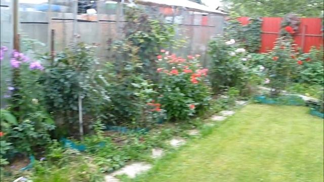 Мои розы 04 09 2017, часть 4 смотреть онлайн