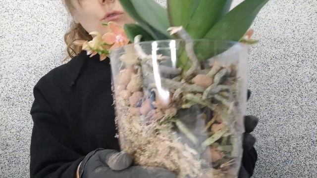 В этой посадке корни ОРХИДЕИ НЕ ГНИЮТ????????? смотреть онлайн