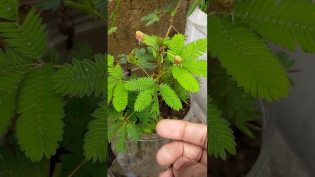 sensitive plant ☘️ chuimui plant ☘️ смотреть онлайн