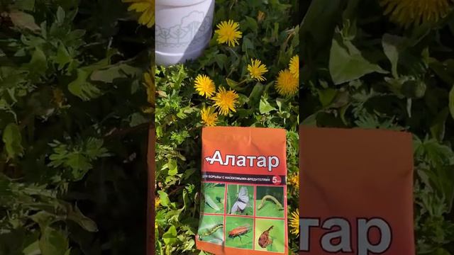 Если сейчас не обработаете клубнику🍓 - останетесь без урожая🤷♀️ смотреть онлайн